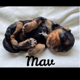 Cavapoo All Grown Up from Carolina Canines