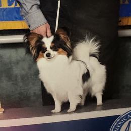 Dusty - White black and tan male Papillon puppy in Plainville, Connecticut from Guardian’s Papillons