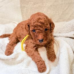 Girl 1 - Apricot female Goldendoodle puppy in Sacramento, California from Poodle Lovers