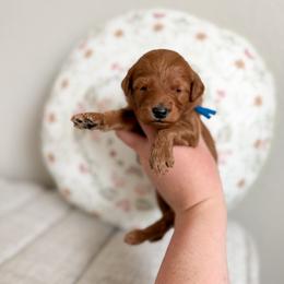 Fudge - Red  male Goldendoodle puppy in Billings, Montana from Montana Raised Doodles