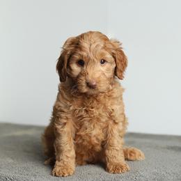 Red - Caramel red male Australian Labradoodle puppy in Williamstown, New York from Lewis Manor Labradoodles