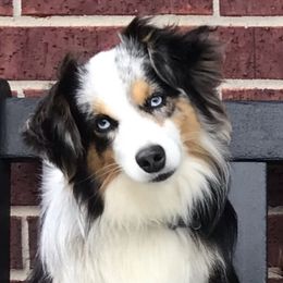 Remi - Toy Australian Shepherd