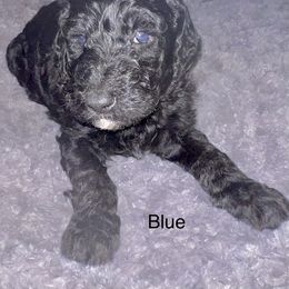 Goldendoodle Puppies from Native Country Goldendoodles