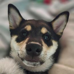 Casey fka AKC Dasher - Black and tan male Shiba Inu puppy in Jensen Beach, Florida from ScrapiShibas