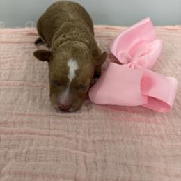 Pink collar - Red  female Goldendoodle puppy in Calico Rock, Arkansas from Cottrell’s Poodles & Doodles