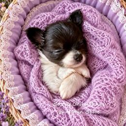 Pumpkin Spice - Black and white female Chihuahua puppy in Choctaw, Oklahoma from Savvy Chihuahuas of Oklahoma
