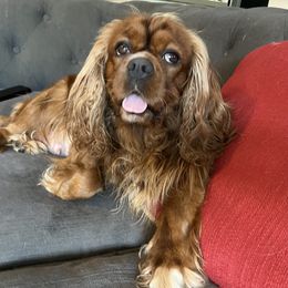 Paris - Cavalier King Charles Spaniel