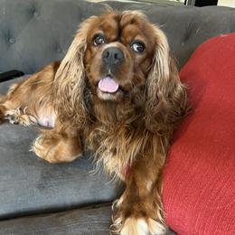 Paris - Cavalier King Charles Spaniel