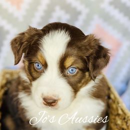 Australian Shepherd Puppies from Jo’s Aussies