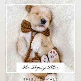 Tribute - Apricot male Goldendoodle puppy in Hollister, Missouri from Wild Acres Goldendoodles