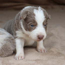 Green Collar - Lilac male Border Collie puppy in Courtland, Alabama from C Bar C Ranch Border Collies