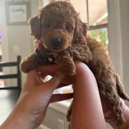 Hazel - Red  female Goldendoodle puppy in Alamance County, North Carolina from Doodle Squad Puppies