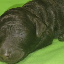 Jade - Poodle puppy in Missouri from 7P Services