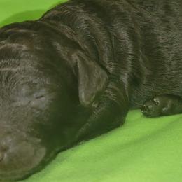 Jade - Poodle puppy in Missouri from 7P Services