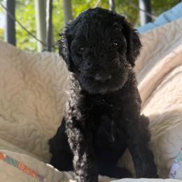 Ronaldo-Boy 2 (red collar) - Black male Goldendoodle puppy in Auburn, Indiana from Cooper’s Doodles