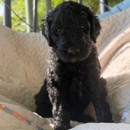 Ronaldo-Boy 2 (red collar) - Black male Goldendoodle puppy in Auburn, Indiana from Cooper’s Doodles