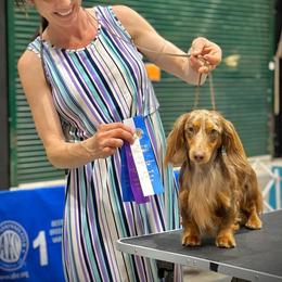 Walden - Dachshund