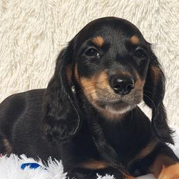 2300..Lucy - Black and tan female Dachshund puppy in Winter Haven, Florida from Gateway 2 Little Paws