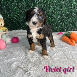 Violet girl - Tri-color female Bernedoodle puppy in Modesto, California from Two Doods Doodles