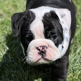 Bulldogs from Roberts Bulldogs