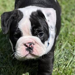 Bulldogs from Roberts Bulldogs