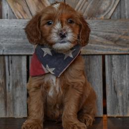Male 2 of 3 - Apricot male Goldendoodle puppy in Macedon, New York from Toodles Goldendoodles