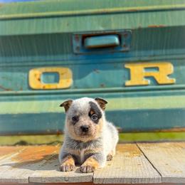 Pink collar - Blue speckled female Australian Cattle Dog puppy in Spokane, Washington from 4D Cattle Dogs