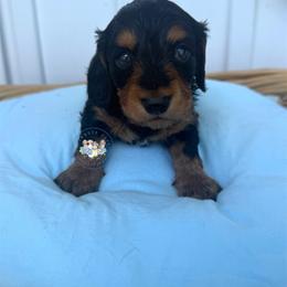 Mickey - Black and tan male Dachshund puppy in Cave City, Kentucky from Mammoth Cave Dachshunds