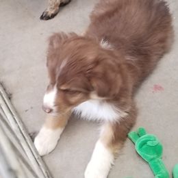 Australian Shepherd Puppies from SILVERSAGE