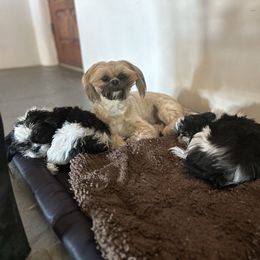 Destiny - Black and white female Shih Tzu puppy in El Prado, New Mexico from Maison Petit Lion