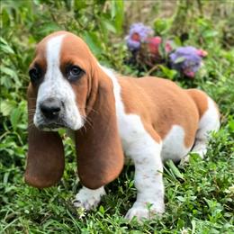 Crosis (purple) - Black brown and white male Basset Hound puppy in West Chester, Ohio from Bed-N-Bassets