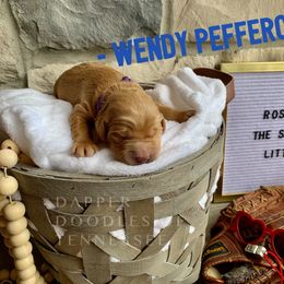 Goldendoodle Puppies from Dapper Doodles of Tennessee