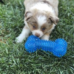 Miniature Australian Shepherd, Shih Tzu, and Toy Australian Shepherd Puppies from River Springs Aussies