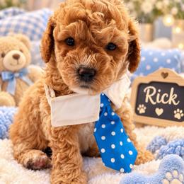 Rick - Gold and white male Shihpoo puppy in Cooper City, Florida from Jenny La Bone