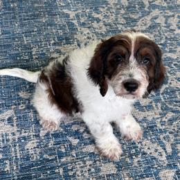 Boy 2 - Black white and tan male Springerdoodle puppy in Reddick, Florida from Cooper’s Mini Doodles