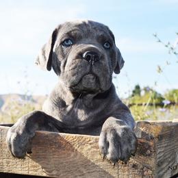 Girl 1 - Gray brindle female Cane Corso puppy in Emmett, Idaho from NorthWood’s Cane Corso