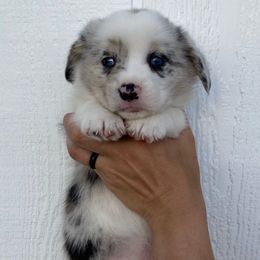 Girl 3 - Blue merle and white American Corgi puppy in Las Cruces, New Mexico from Fay River Farm Corgis
