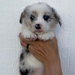 Girl 3 - Blue merle and white American Corgi puppy in Las Cruces, New Mexico from Fay River Farm Corgis