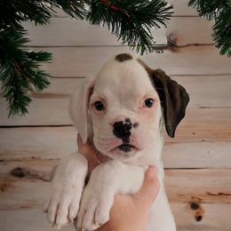 Boy 5 (Shadow) - White Boxer puppy in Lafayette, Tennessee from Silver Rain