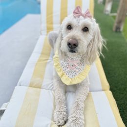 Izzy - Goldendoodle
