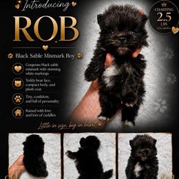 Rob - Black and brindle male Pomeranian puppy in Cropwell, Alabama from Poms On The Lake