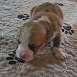 Biscuit - Red male Pembroke Welsh Corgi puppy in Walnut, Iowa from Michelle's House of Corgi's