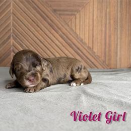 Girl 2 - Chocolate merle female Bernedoodle puppy in Modesto, California from Two Doods Doodles