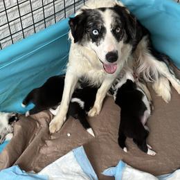 Border Collie Puppies from Roaring River Border Collies