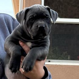 Dancer - Gray female Cane Corso puppy in Utah from 3Lake Kennelz