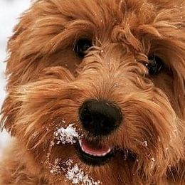 Goldendoodles and Poodles from Lydi Pups