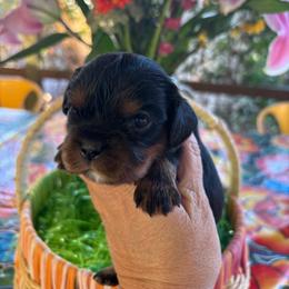 Cayenne - Black and tan female Cavalier King Charles Spaniel puppy in Tucson, Arizona from Abbey Road Cavaliers