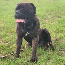 Bullmastiffs and French Bulldogs from TopNotch