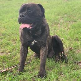 Bullmastiffs and French Bulldogs from TopNotch