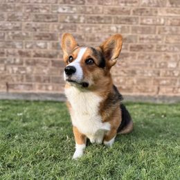Jake - Pembroke Welsh Corgi